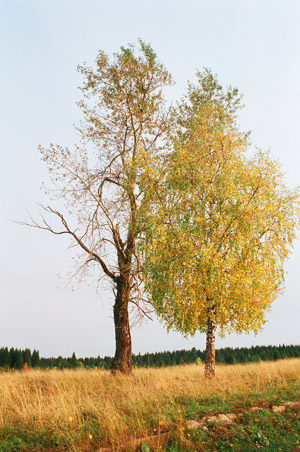 背景イメージ: 木々
