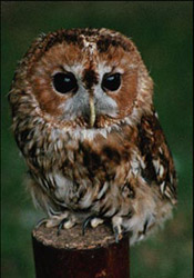 Foreground Image (Owl)