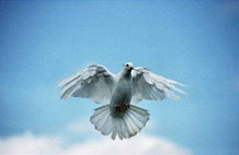 photo of a dove