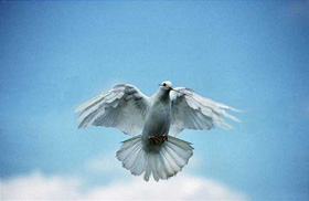 photo d'un pigeon