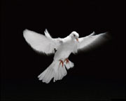 Image of a dove