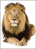 Foto eines Löwen, aus welchem das Fragment ausgeschnitten wird