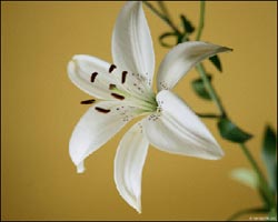 photo of a white lily