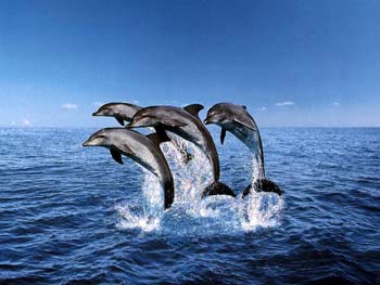 A school of dolphins