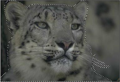 Selezionare il leopardo