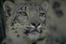 Photo of a snow leopard