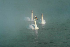 Photo of swans