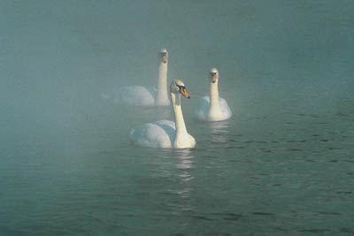 foto de los cisnes