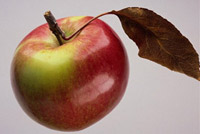 Foto de uma suculenta maçã