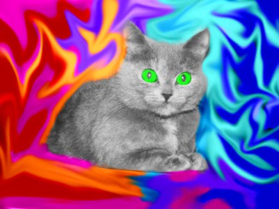 A cat against a colorful background