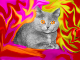 Gatto con gli occhi arancini sullo sfondo rosso