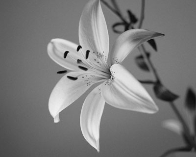 Black and white photo of a lily