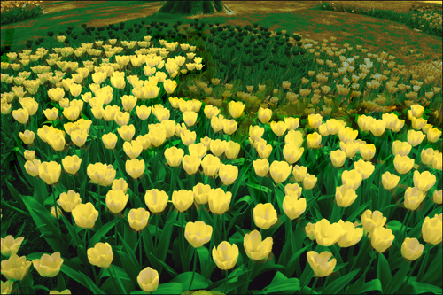 Tulipanes amarillos