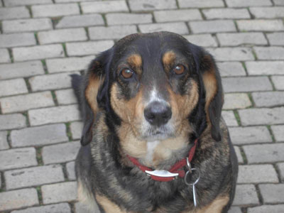 La foto del cane in Dresda