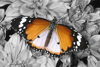 La mariposa en color sobre un fondo en blanco y negro