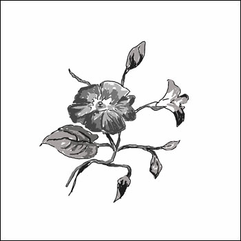 Bleistiftzeichnung einer Blume