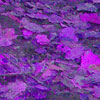 Feuilles mortes violettes