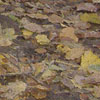 Cuadrado con hojas de otoño