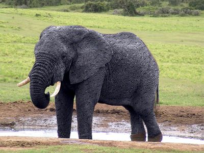Résultat: l'image de l'éléphant