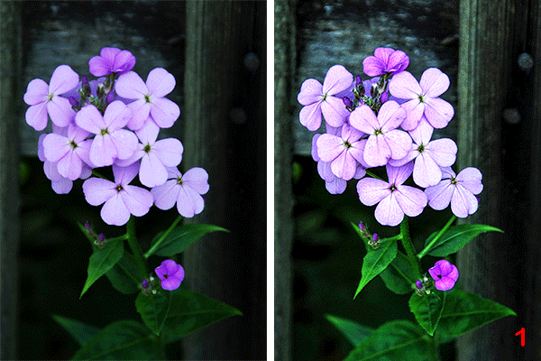 The Original Image and Results After Processing in Improve Detail, Prepress and Tone Correction Modes