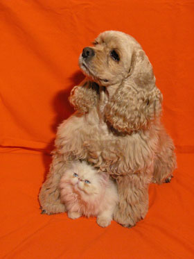 Studio photo: cat and dog