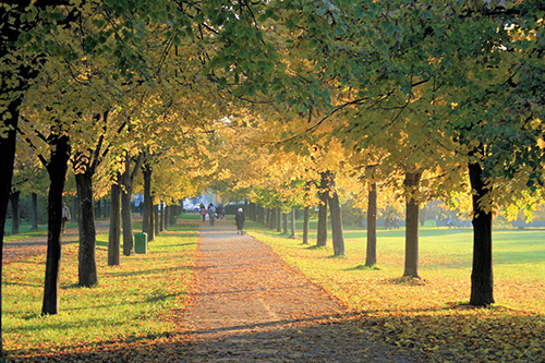 Allée d'automne