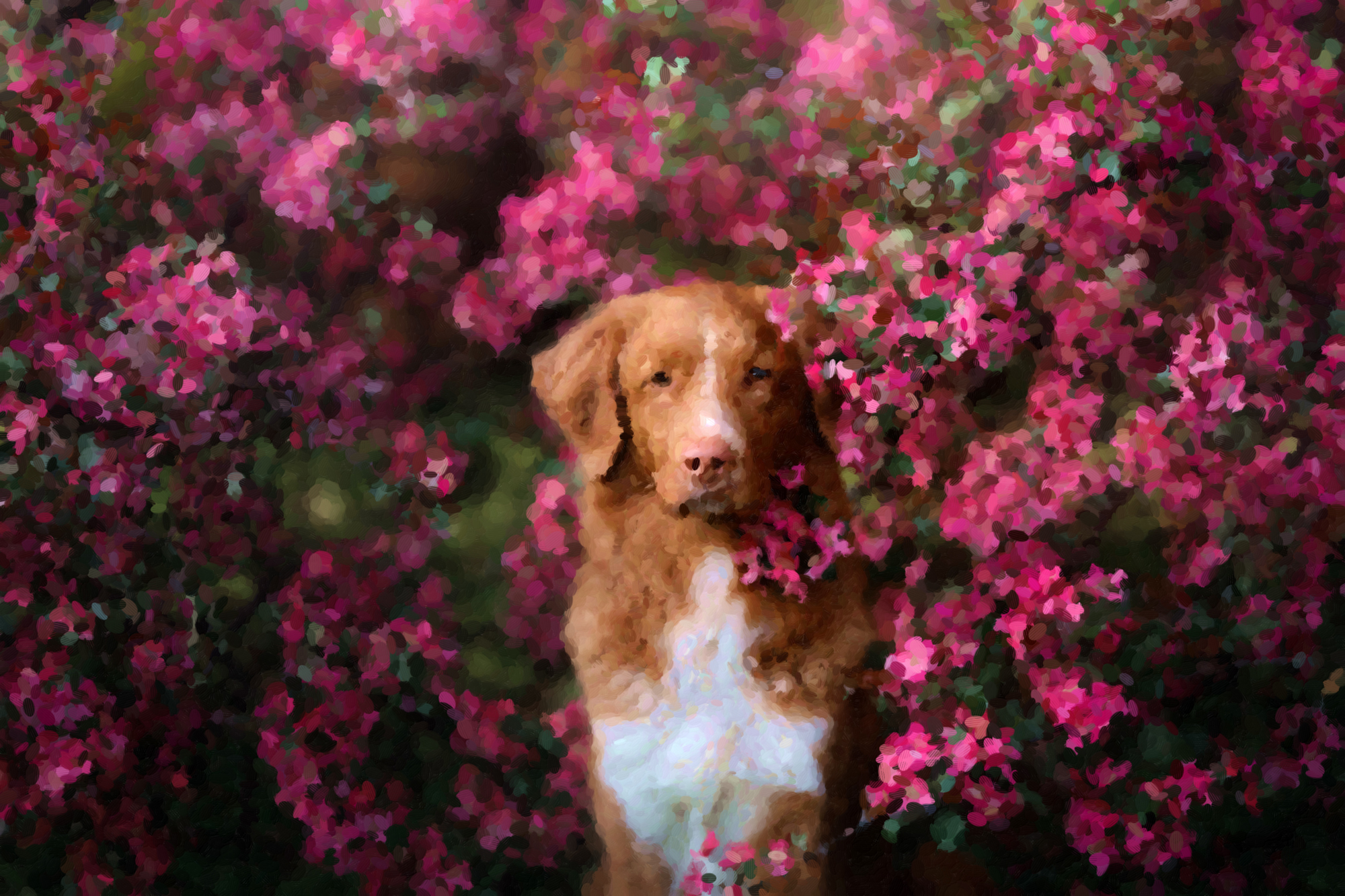 Собаки весной картинки. Новошотландский ретривер. Новошотландский ретривер обои. Собака в цветах.