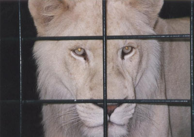 檻の中の雌ライオン