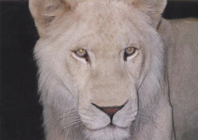 雌ライオンの写真: 鉄格子の檻を取り除いて自由な雌ライオン