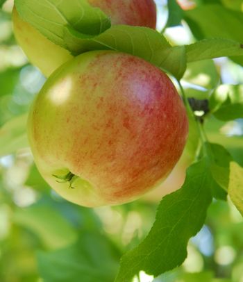 Fotografia di una mela