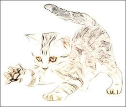 Zeichnung einer Katze