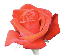 Originalfoto einer Rose