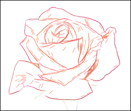 Zeichnung einer Rose