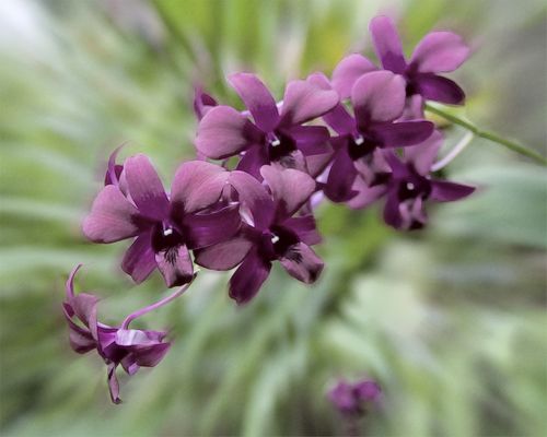 Orchideen: Aquarellbild
