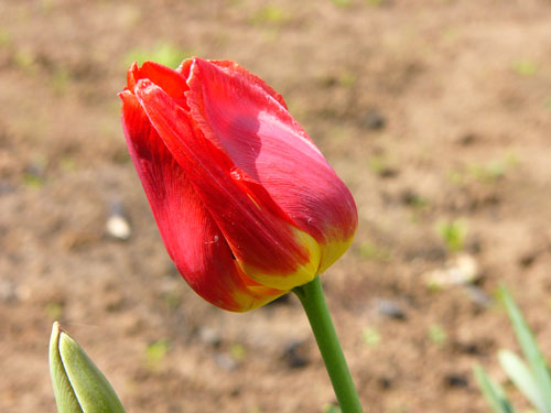 Foto einer Tulpe
