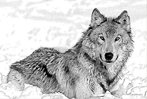 Dibujo a lápiz: un lobo