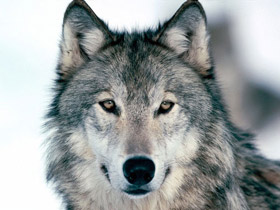 Foto eines Wolfs