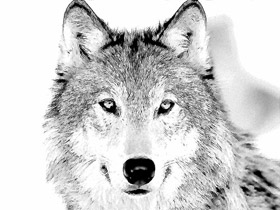 Bleistiftzeichnung eines Wolfs