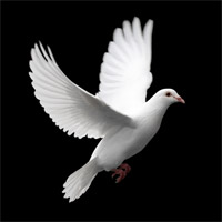 Original Image of a Dove