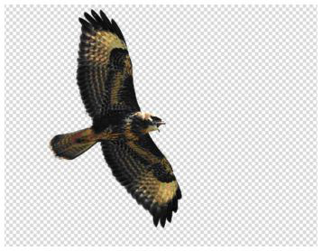 Изображение птицы на прозрачном фоне