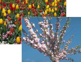 Red and yellow tulips and cherry-tree picture