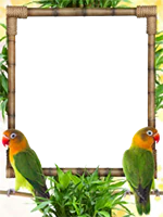 Frames: Birds Pack