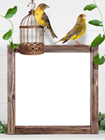 Рамки: Рамки с птичками