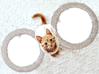 Cadres: Paquet de chats