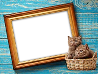 Frames: Cats Pack