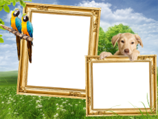 Frames: Pets Pack