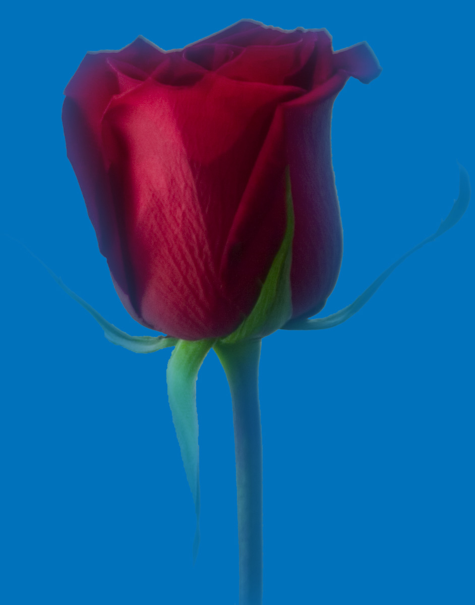 Rose shading 50 px